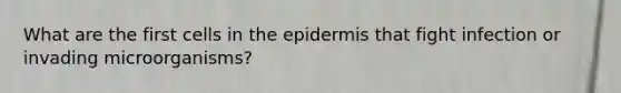 What are the first cells in the epidermis that fight infection or invading microorganisms?