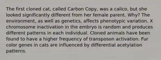 The first cloned cat, called Carbon Copy, was a calico, but she looked significantly different from her female parent. Why? The environment, as well as genetics, affects phenotypic variation. X chromosome inactivation in the embryo is random and produces different patterns in each individual. Cloned animals have been found to have a higher frequency of transposon activation. Fur color genes in cats are influenced by differential acetylation patterns.