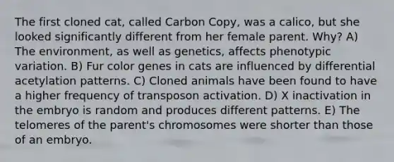 The first cloned cat, called Carbon Copy, was a calico, but she looked significantly different from her female parent. Why? A) The environment, as well as genetics, affects phenotypic variation. B) Fur color genes in cats are influenced by differential acetylation patterns. C) Cloned animals have been found to have a higher frequency of transposon activation. D) X inactivation in the embryo is random and produces different patterns. E) The telomeres of the parent's chromosomes were shorter than those of an embryo.