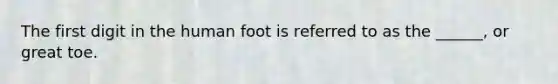 The first digit in the human foot is referred to as the ______, or great toe.