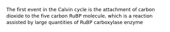 The first event in the Calvin cycle is the attachment of carbon dioxide to the five carbon RuBP molecule, which is a reaction assisted by large quantities of RuBP carboxylase enzyme