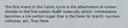 The first event in the Calvin cycle is the attachment of carbon dioxide to the five-carbon RuBP molecule, which: immediately becomes a six-carbon sugar that is the base for starch, sucrose, cellulose, etc. True False