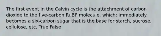 The first event in the Calvin cycle is the attachment of carbon dioxide to the five-carbon RuBP molecule, which: immediately becomes a six-carbon sugar that is the base for starch, sucrose, cellulose, etc. True False