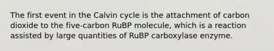 The first event in the Calvin cycle is the attachment of carbon dioxide to the five-carbon RuBP molecule, which is a reaction assisted by large quantities of RuBP carboxylase enzyme.