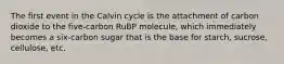 The first event in the Calvin cycle is the attachment of carbon dioxide to the five-carbon RuBP molecule, which immediately becomes a six-carbon sugar that is the base for starch, sucrose, cellulose, etc.