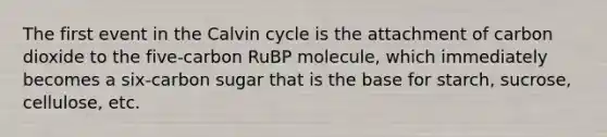 The first event in the Calvin cycle is the attachment of carbon dioxide to the five-carbon RuBP molecule, which immediately becomes a six-carbon sugar that is the base for starch, sucrose, cellulose, etc.