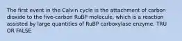 The first event in the Calvin cycle is the attachment of carbon dioxide to the five-carbon RuBP molecule, which is a reaction assisted by large quantities of RuBP carboxylase enzyme. TRU OR FALSE