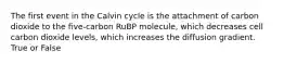 The first event in the Calvin cycle is the attachment of carbon dioxide to the five-carbon RuBP molecule, which decreases cell carbon dioxide levels, which increases the diffusion gradient. True or False