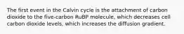 The first event in the Calvin cycle is the attachment of carbon dioxide to the five-carbon RuBP molecule, which decreases cell carbon dioxide levels, which increases the diffusion gradient.