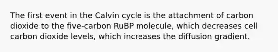 The first event in the Calvin cycle is the attachment of carbon dioxide to the five-carbon RuBP molecule, which decreases cell carbon dioxide levels, which increases the diffusion gradient.