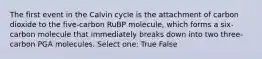 The first event in the Calvin cycle is the attachment of carbon dioxide to the five-carbon RuBP molecule, which forms a six-carbon molecule that immediately breaks down into two three-carbon PGA molecules. Select one: True False