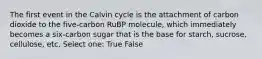 The first event in the Calvin cycle is the attachment of carbon dioxide to the five-carbon RuBP molecule, which immediately becomes a six-carbon sugar that is the base for starch, sucrose, cellulose, etc. Select one: True False