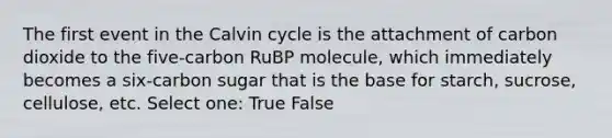 The first event in the Calvin cycle is the attachment of carbon dioxide to the five-carbon RuBP molecule, which immediately becomes a six-carbon sugar that is the base for starch, sucrose, cellulose, etc. Select one: True False