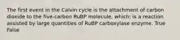 The first event in the Calvin cycle is the attachment of carbon dioxide to the five-carbon RuBP molecule, which: is a reaction assisted by large quantities of RuBP carboxylase enzyme. True False