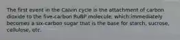 The first event in the Calvin cycle is the attachment of carbon dioxide to the five-carbon RuBP molecule, which:immediately becomes a six-carbon sugar that is the base for starch, sucrose, cellulose, etc.