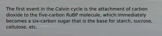 The first event in the Calvin cycle is the attachment of carbon dioxide to the five-carbon RuBP molecule, which:immediately becomes a six-carbon sugar that is the base for starch, sucrose, cellulose, etc.