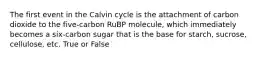 The first event in the Calvin cycle is the attachment of carbon dioxide to the five-carbon RuBP molecule, which immediately becomes a six-carbon sugar that is the base for starch, sucrose, cellulose, etc. True or False