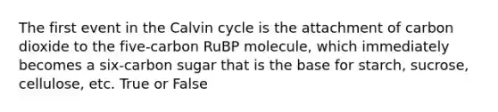 The first event in the Calvin cycle is the attachment of carbon dioxide to the five-carbon RuBP molecule, which immediately becomes a six-carbon sugar that is the base for starch, sucrose, cellulose, etc. True or False