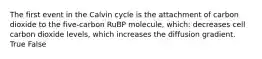 The first event in the Calvin cycle is the attachment of carbon dioxide to the five-carbon RuBP molecule, which: decreases cell carbon dioxide levels, which increases the diffusion gradient. True False