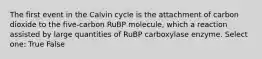 The first event in the Calvin cycle is the attachment of carbon dioxide to the five-carbon RuBP molecule, which a reaction assisted by large quantities of RuBP carboxylase enzyme. Select one: True False