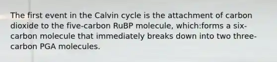 The first event in the Calvin cycle is the attachment of carbon dioxide to the five-carbon RuBP molecule, which:forms a six-carbon molecule that immediately breaks down into two three-carbon PGA molecules.