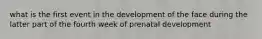 what is the first event in the development of the face during the latter part of the fourth week of prenatal development