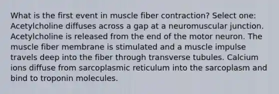 What is the first event in muscle fiber contraction? Select one: Acetylcholine diffuses across a gap at a neuromuscular junction. Acetylcholine is released from the end of the motor neuron. The muscle fiber membrane is stimulated and a muscle impulse travels deep into the fiber through transverse tubules. Calcium ions diffuse from sarcoplasmic reticulum into the sarcoplasm and bind to troponin molecules.