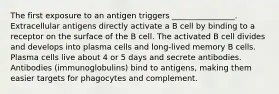 The first exposure to an antigen triggers ________________. Extracellular antigens directly activate a B cell by binding to a receptor on the surface of the B cell. The activated B cell divides and develops into plasma cells and long-lived memory B cells. Plasma cells live about 4 or 5 days and secrete antibodies. Antibodies (immunoglobulins) bind to antigens, making them easier targets for phagocytes and complement.