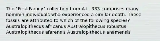 The "First Family" collection from A.L. 333 comprises many hominin individuals who experienced a similar death. These fossils are attributed to which of the following species? Australopithecus africanus Australopithecus robustus Australopithecus afarensis Australopithecus anamensis