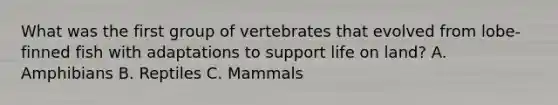 What was the first group of vertebrates that evolved from lobe-finned fish with adaptations to support life on land? A. Amphibians B. Reptiles C. Mammals