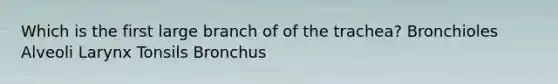 Which is the first large branch of of the trachea? Bronchioles Alveoli Larynx Tonsils Bronchus