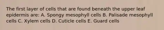 The first layer of cells that are found beneath the upper leaf epidermis are: A. Spongy mesophyll cells B. Palisade mesophyll cells C. Xylem cells D. Cuticle cells E. Guard cells