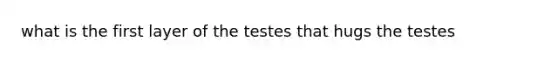 what is the first layer of the testes that hugs the testes