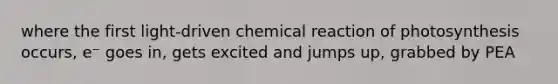 where the first light-driven chemical reaction of photosynthesis occurs, e⁻ goes in, gets excited and jumps up, grabbed by PEA