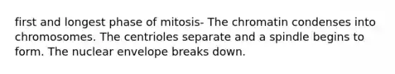 first and longest phase of mitosis- The chromatin condenses into chromosomes. The centrioles separate and a spindle begins to form. The nuclear envelope breaks down.