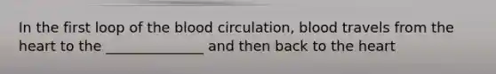 In the first loop of the blood circulation, blood travels from the heart to the ______________ and then back to the heart