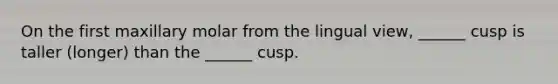 On the first maxillary molar from the lingual view, ______ cusp is taller (longer) than the ______ cusp.