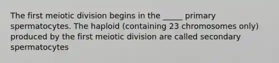 The first meiotic division begins in the _____ primary spermatocytes. The haploid (containing 23 chromosomes only) produced by the first meiotic division are called secondary spermatocytes