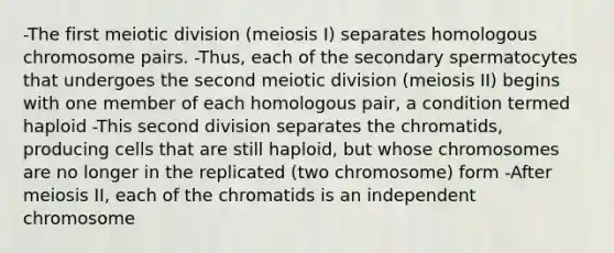 -The first meiotic division (meiosis I) separates homologous chromosome pairs. -Thus, each of the secondary spermatocytes that undergoes the second meiotic division (meiosis II) begins with one member of each homologous pair, a condition termed haploid -This second division separates the chromatids, producing cells that are still haploid, but whose chromosomes are no longer in the replicated (two chromosome) form -After meiosis II, each of the chromatids is an independent chromosome