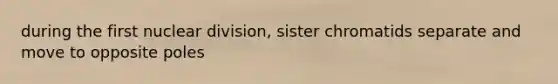 during the first nuclear division, sister chromatids separate and move to opposite poles