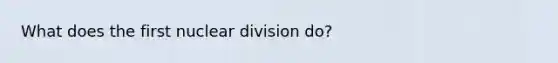 What does the first nuclear division do?