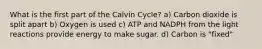 What is the first part of the Calvin Cycle? a) Carbon dioxide is split apart b) Oxygen is used c) ATP and NADPH from the light reactions provide energy to make sugar. d) Carbon is "fixed"