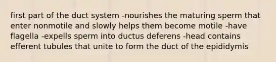 first part of the duct system -nourishes the maturing sperm that enter nonmotile and slowly helps them become motile -have flagella -expells sperm into ductus deferens -head contains efferent tubules that unite to form the duct of the epididymis