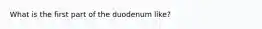 What is the first part of the duodenum like?