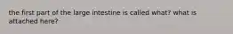 the first part of the large intestine is called what? what is attached here?