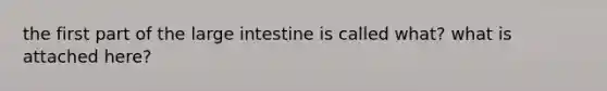 the first part of the large intestine is called what? what is attached here?