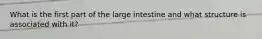 What is the first part of the large intestine and what structure is associated with it?