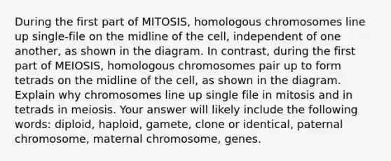 During the first part of MITOSIS, homologous chromosomes line up single-file on the midline of the cell, independent of one another, as shown in the diagram. In contrast, during the first part of MEIOSIS, homologous chromosomes pair up to form tetrads on the midline of the cell, as shown in the diagram. Explain why chromosomes line up single file in mitosis and in tetrads in meiosis. Your answer will likely include the following words: diploid, haploid, gamete, clone or identical, paternal chromosome, maternal chromosome, genes.