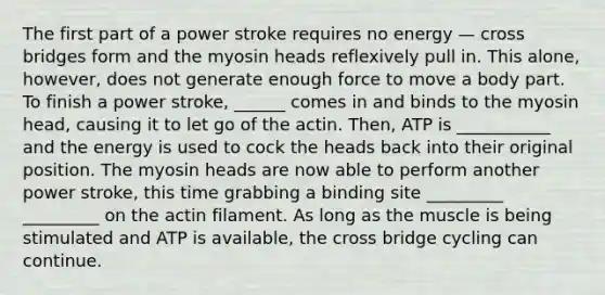 The first part of a power stroke requires no energy — cross bridges form and the myosin heads reflexively pull in. This alone, however, does not generate enough force to move a body part. To finish a power stroke, ______ comes in and binds to the myosin head, causing it to let go of the actin. Then, ATP is ___________ and the energy is used to cock the heads back into their original position. The myosin heads are now able to perform another power stroke, this time grabbing a binding site _________ _________ on the actin filament. As long as the muscle is being stimulated and ATP is available, the cross bridge cycling can continue.