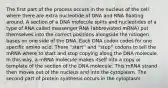 The first part of the process occurs in the nucleus of the cell where there are extra nucleotide of DNA and RNA floating around. A section of a DNA molecule splits and nucleotides of a type of RNA called messenger RNA (abbreviated mRNA) put themselves into the correct positions alongside the nitrogen bases on one side of the DNA. Each DNA codon codes for one specific amino acid. There ''start'' and ''stop'' codons to tell the mRNA where to start and stop copying along the DNA molecule. In this way, a mRNA molecule makes itself into a copy or template of the section of the DNA molecule. This mRNA strand then moves out of the nucleus and into the cytoplasm. The second part of protein synthesis occurs in the cytoplasm.